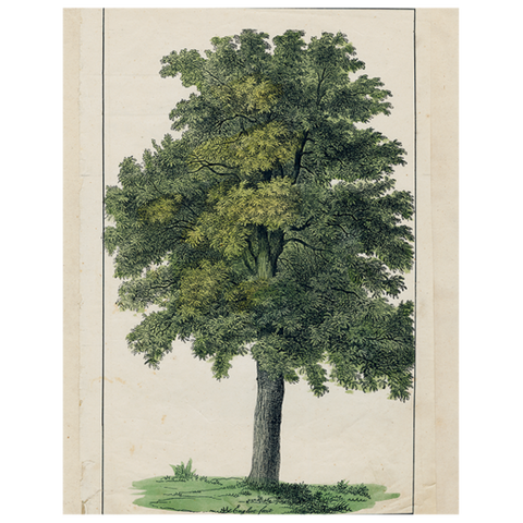 Green Tree Postcard