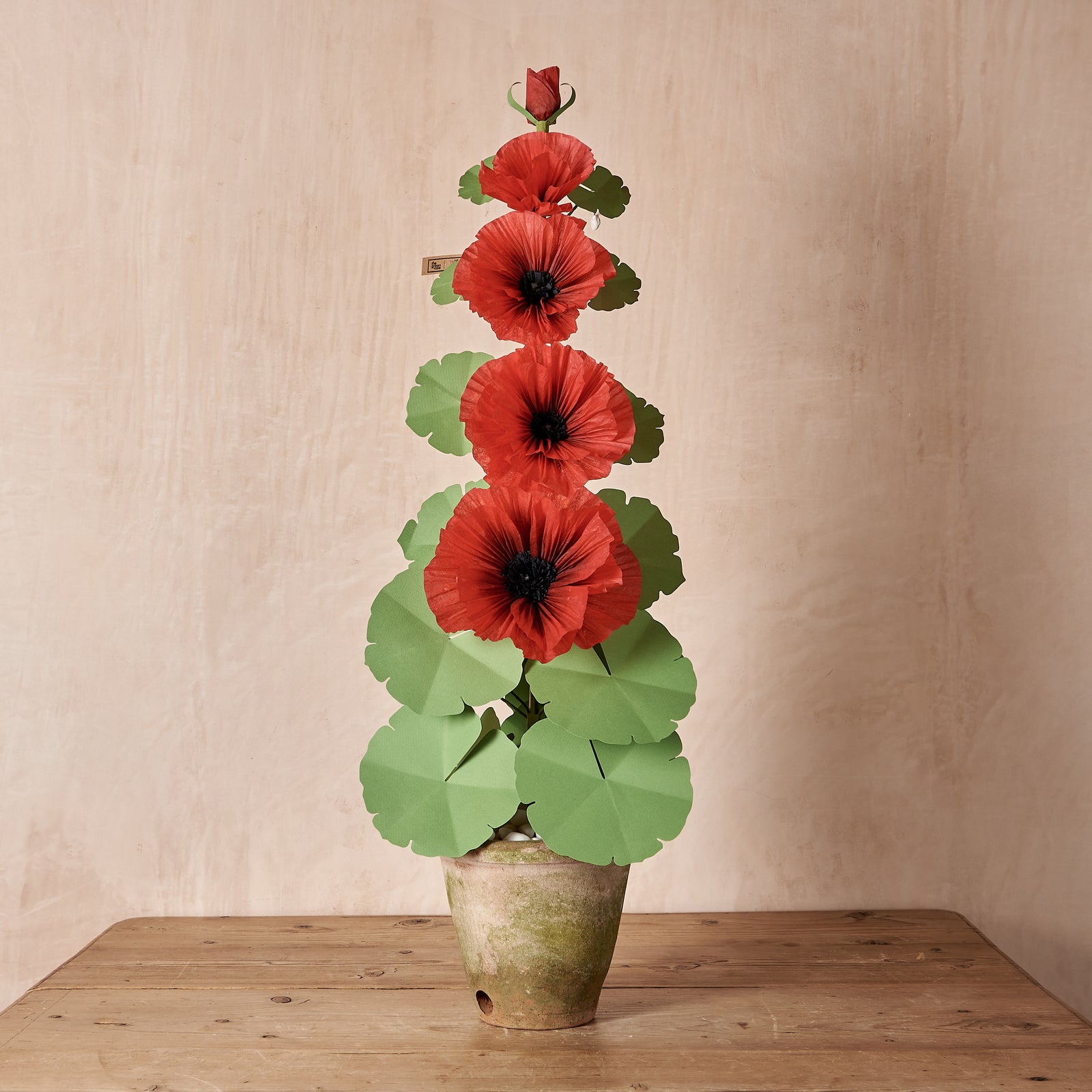 Red Hollyhock Plant with Black Center (5 Bloom)