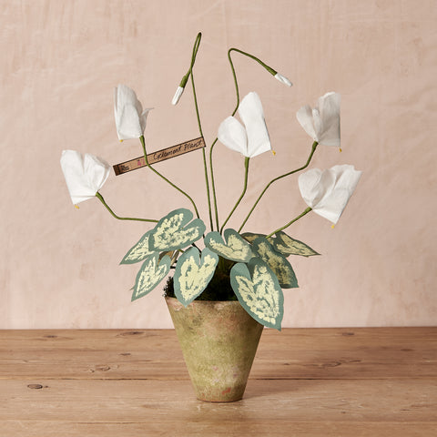 White Mini Cyclamen Paper Flower Plant