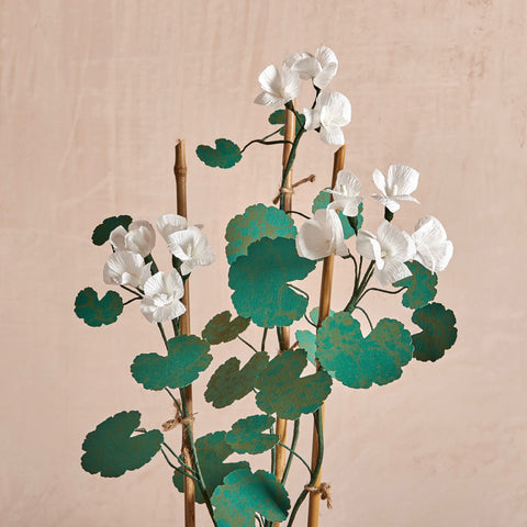 White Geranium Plant