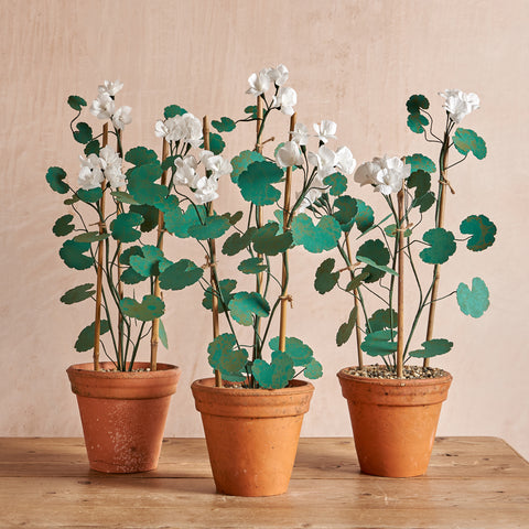 White Geranium Plant