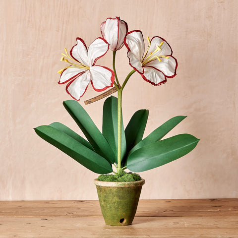 White Amaryllis Plant with Red Edges
