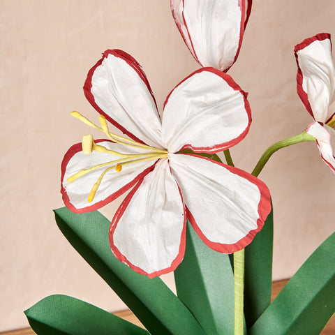 White Amaryllis Plant with Red Edges