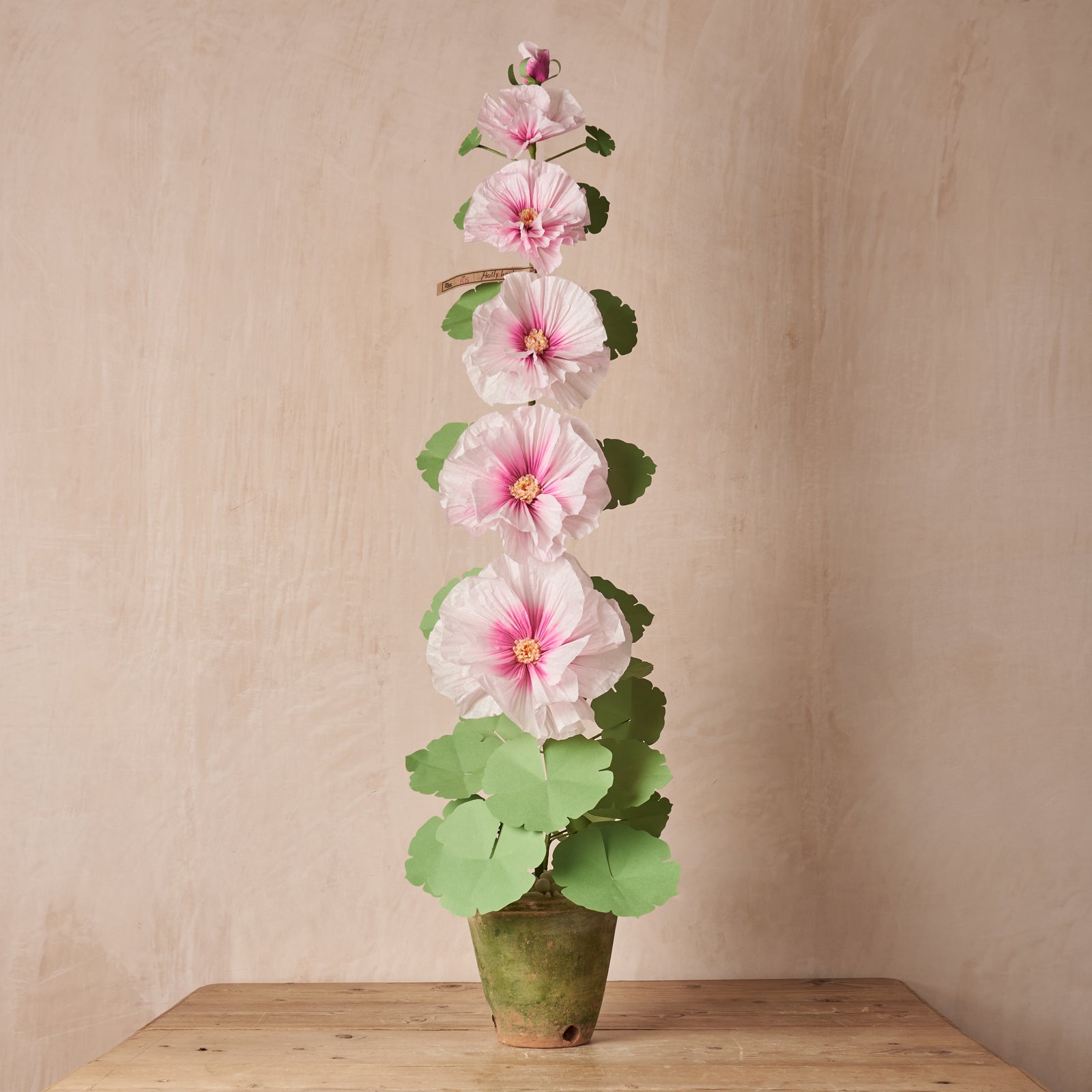 Blush Ombre Hollyhock Plant (6 Bloom)