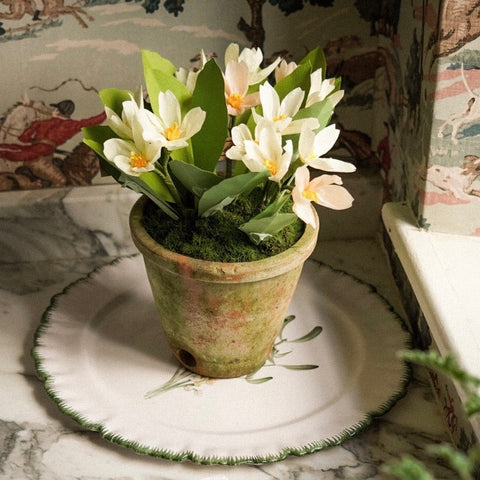 Pale Yellow Primula Plant