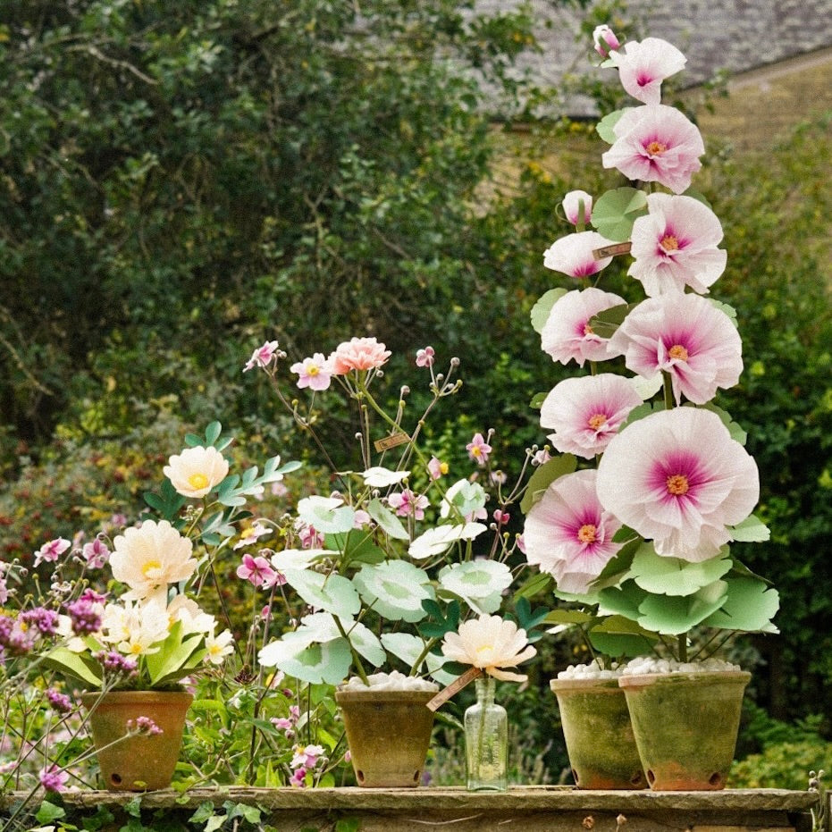 Blush Ombre Hollyhock Plant (5 Bloom)