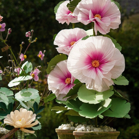 Blush Ombre Hollyhock Plant (5 Bloom)