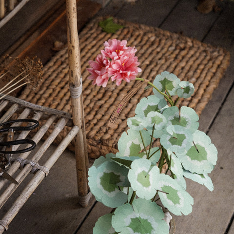 Light Salmon Mini Geranium Plant