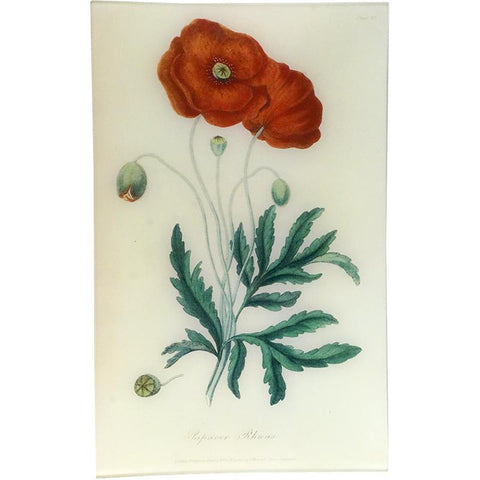 Poppy Papaver Rheas Tray