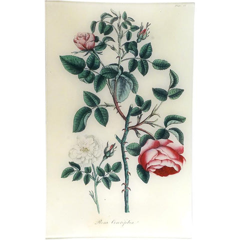Cabbage Rose - Rosa Centifolia (History of Plants)Tray