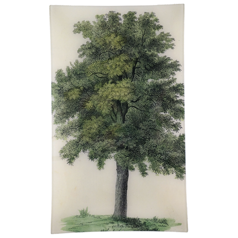 Oak Tree Tray