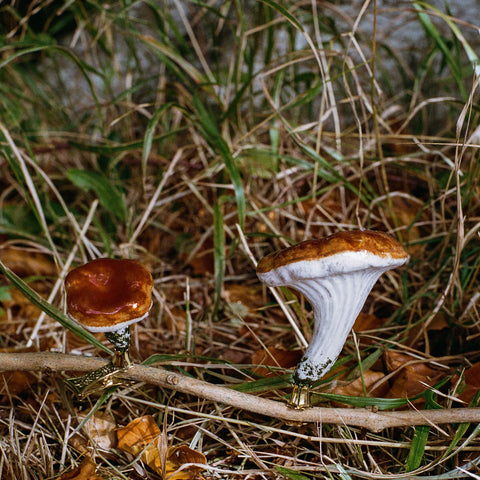 Mushroom Glass Ornaments on Clip