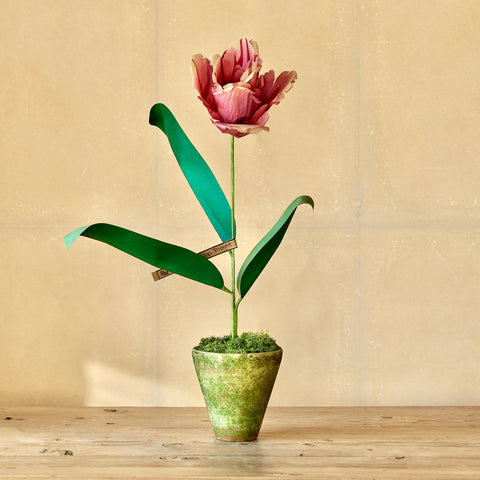 Tulip Paper Flower Plant