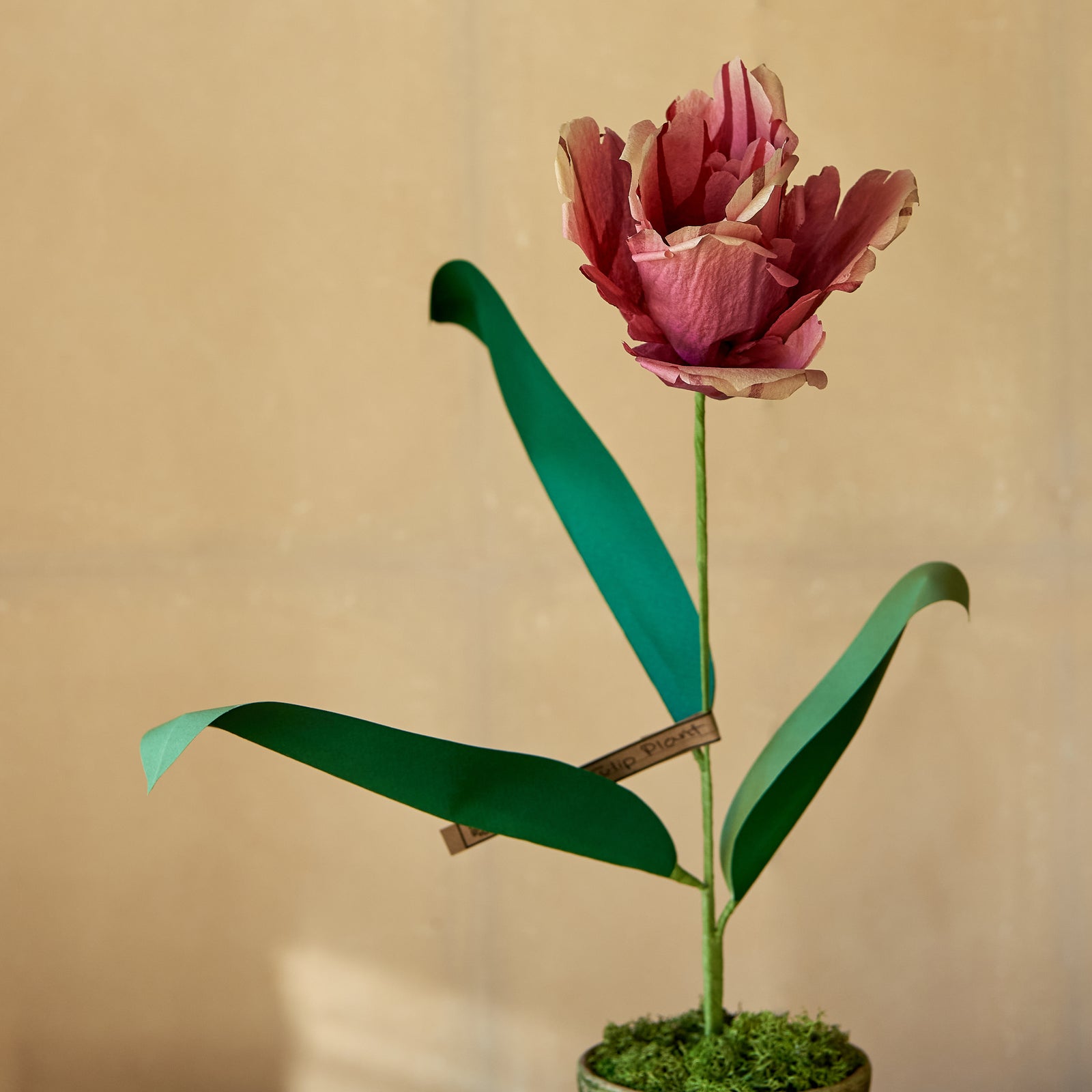Tulip Paper Flower Plant