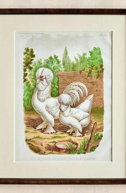 c.2000 Rooster Print