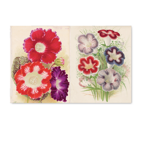John Derian Picture Book