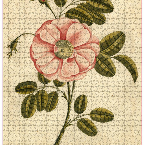 Garden Rose Jigsaw Puzzle