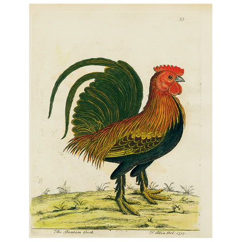 The Bantam Cock Tray